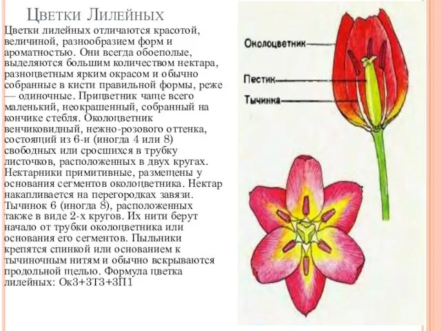 Цветки Лилейных Цветки лилейных отличаются красотой, величиной, разнообразием форм и ароматностью. Они всегда