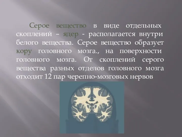 Серое вещество в виде отдельных скоплений – ядер - располагается