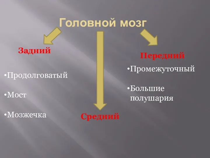 Головной мозг Задний Средний Передний Продолговатый Мост Мозжечка Промежуточный Большие полушария