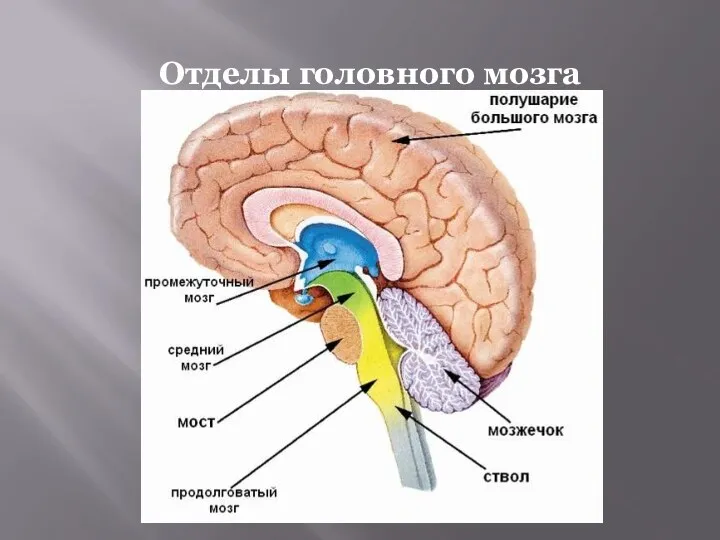 Отделы головного мозга