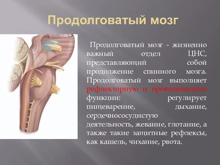 Продолговатый мозг Продолговатый мозг - жизненно важный отдел ЦНС, представляющий