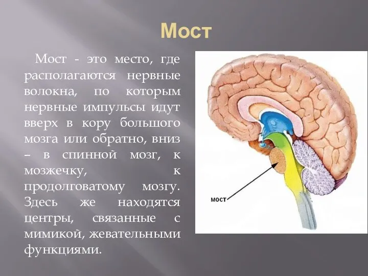 Мост Мост - это место, где располагаются нервные волокна, по