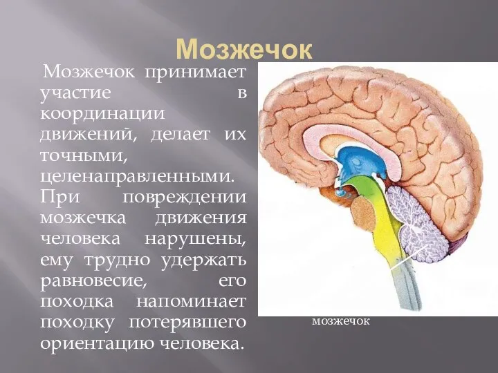 Мозжечок Мозжечок принимает участие в координации движений, делает их точными,