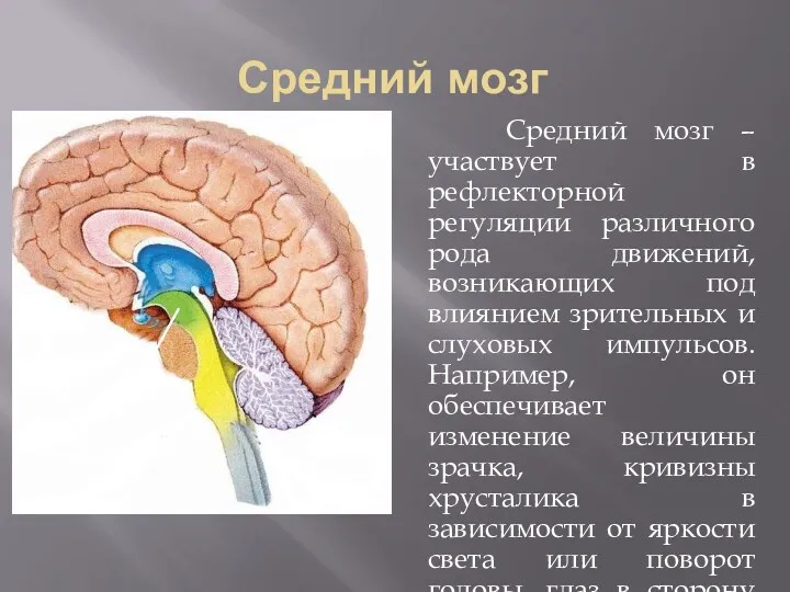 Средний мозг Средний мозг – участвует в рефлекторной регуляции различного