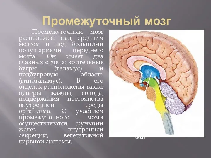 Промежуточный мозг Промежуточный мозг расположен над средним мозгом и под