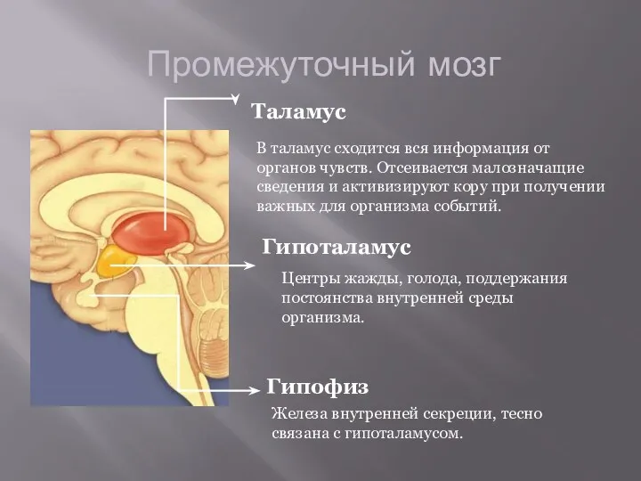 Промежуточный мозг Таламус В таламус сходится вся информация от органов