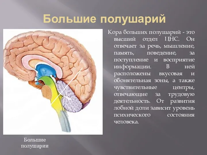 Большие полушарий Кора больших полушарий - это высший отдел ЦНС.