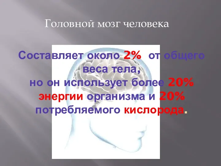 Составляет около 2% от общего веса тела, но он использует