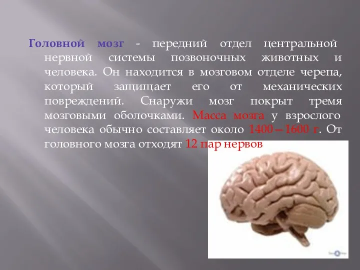 Головной мозг - передний отдел центральной нервной системы позвоночных животных