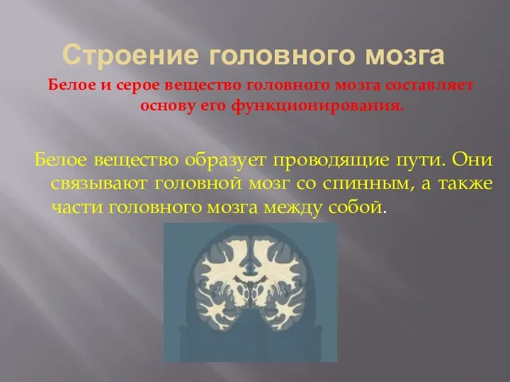 Строение головного мозга Белое и серое вещество головного мозга составляет