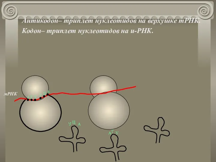 Антикодон– триплет нуклеотидов на верхушке тРНК. Кодон– триплет нуклеотидов на