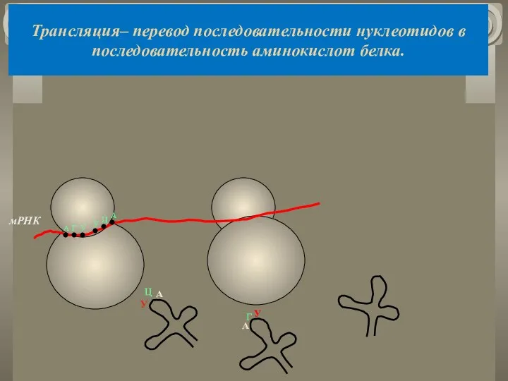 Трансляция– перевод последовательности нуклеотидов в последовательность аминокислот белка. мРНК А