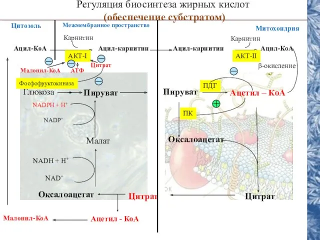 NADH + H+ NAD+ Регуляция биосинтеза жирных кислот (обеспечение субстратом)