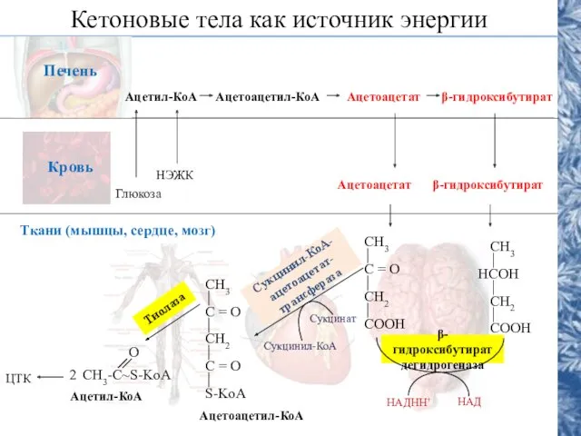 Кетоновые тела как источник энергии Ткани (мышцы, сердце, мозг) Ацетил-КоА