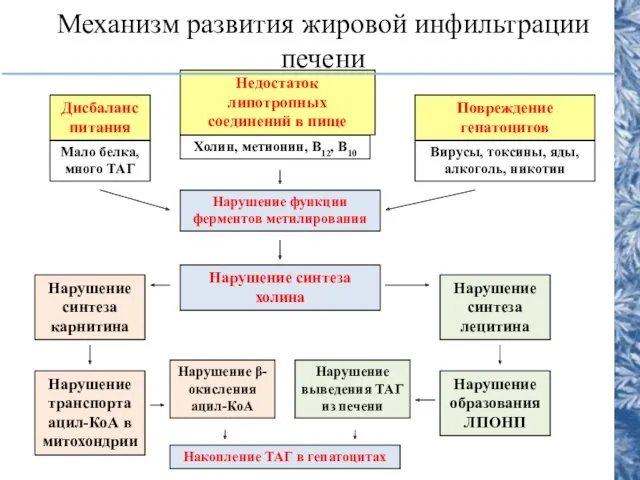 Механизм развития жировой инфильтрации печени Дисбаланс питания Мало белка, много