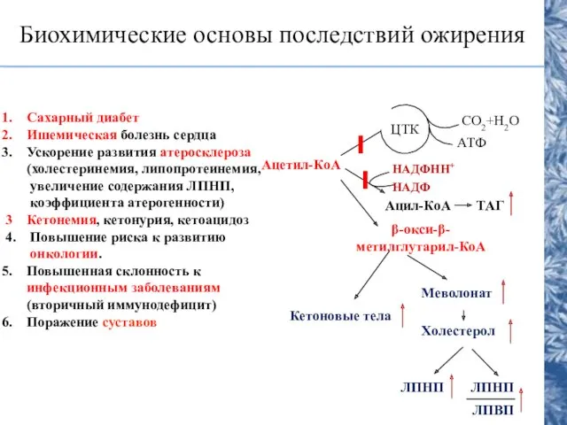 Биохимические основы последствий ожирения Сахарный диабет Ишемическая болезнь сердца Ускорение