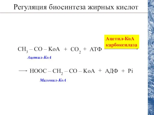 Регуляция биосинтеза жирных кислот CH3 – CO – KoA CO2