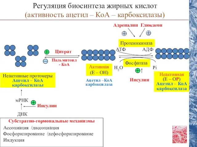 Глюкагон Адреналин Цитрат Пальмитоил - КоА Неактивные протомеры Ацетил –