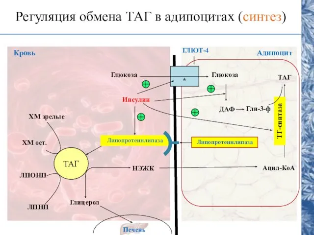 Регуляция обмена ТАГ в адипоцитах (синтез) ТАГ Липопротеинлипаза НЭЖК Глицерол