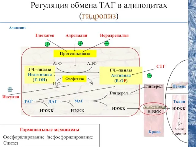 Регуляция обмена ТАГ в адипоцитах (гидролиз) Протеинкиназа ГЧ –липаза Неактивная