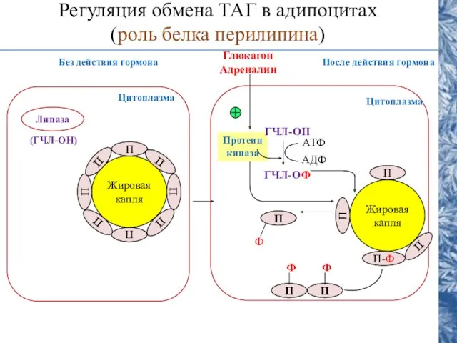 Липаза (ГЧЛ-ОН) Цитоплазма Жировая капля П П П П П