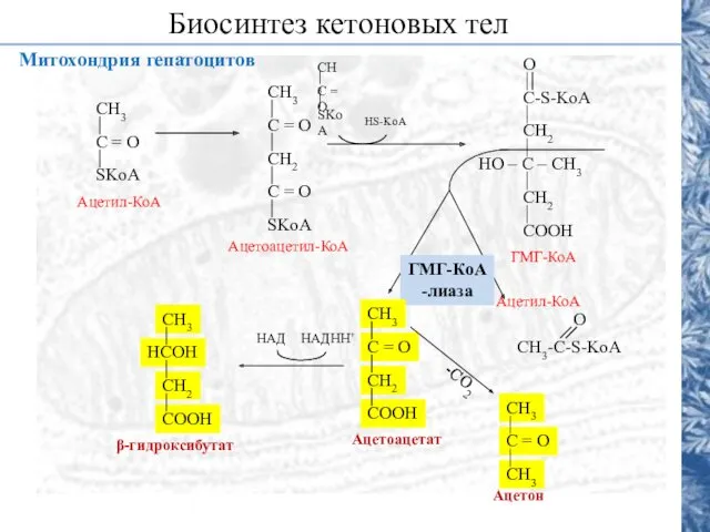 Митохондрия гепатоцитов Биосинтез кетоновых тел HS-KoA ГМГ-КоА -лиаза НАДHH+ НАД -СО2