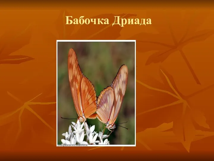 Бабочка Дриада