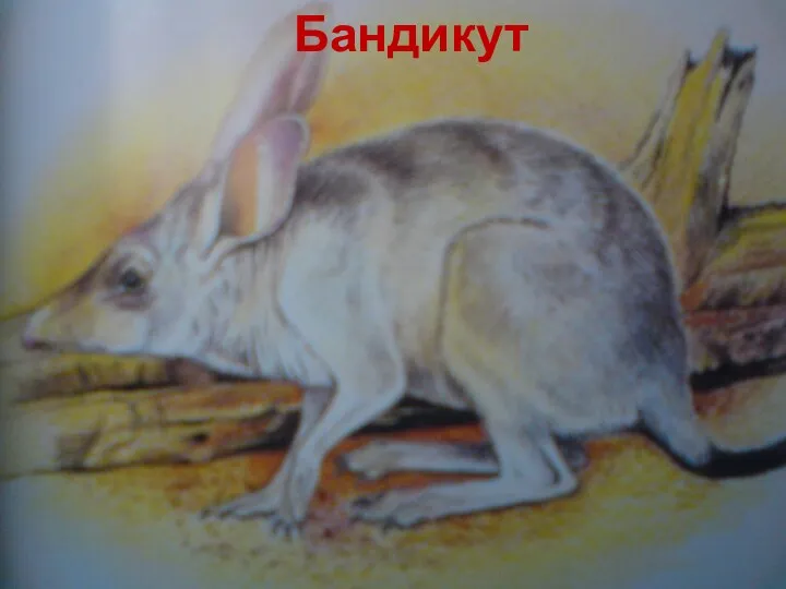 Бандикут