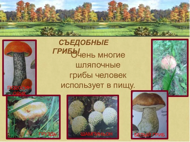 ГРУЗДЬ ШАМПИНЬОН ПОДОСИНОВИК СЪЕДОБНЫЕ ГРИБЫ Очень многие шляпочные грибы человек использует в пищу. БЕЛЫЙ ГРИБ