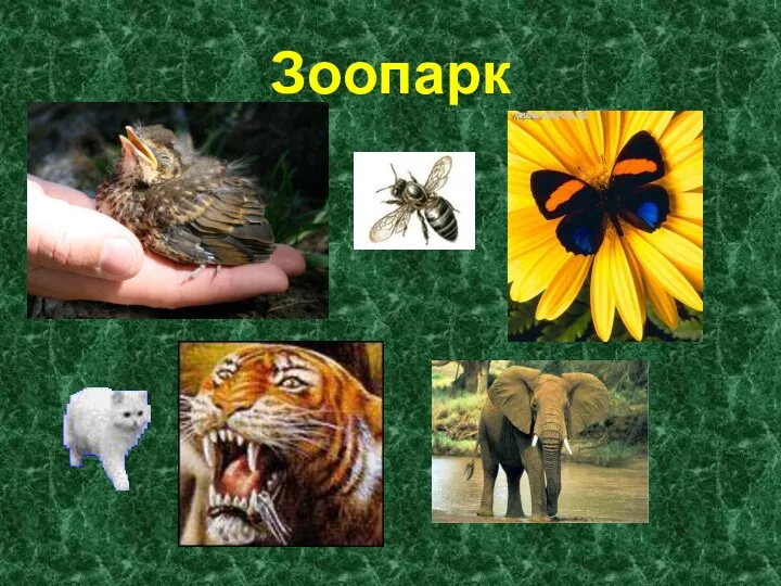 Зоопарк