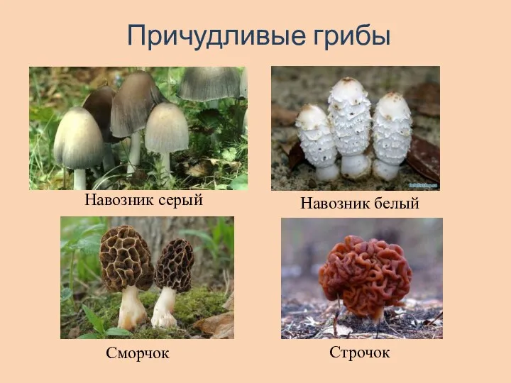 Причудливые грибы Сморчок Строчок Навозник белый Навозник серый