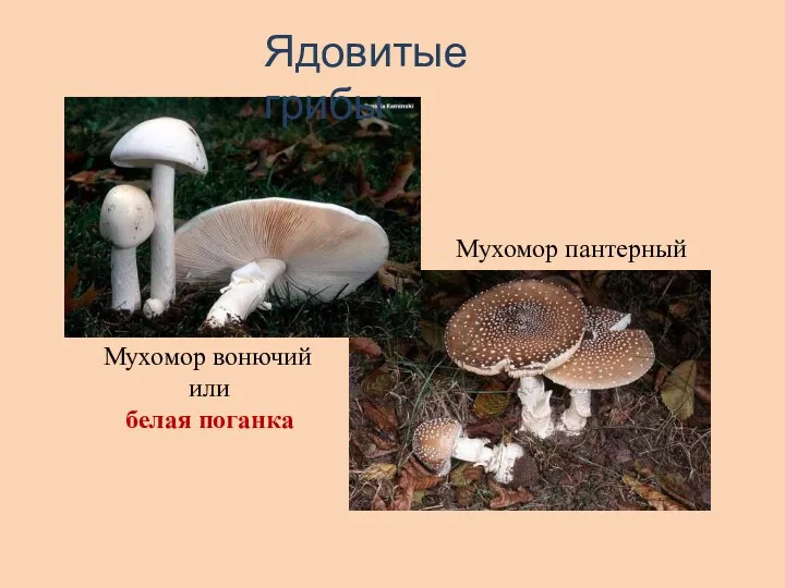 Мухомор вонючий или белая поганка Мухомор пантерный Ядовитые грибы