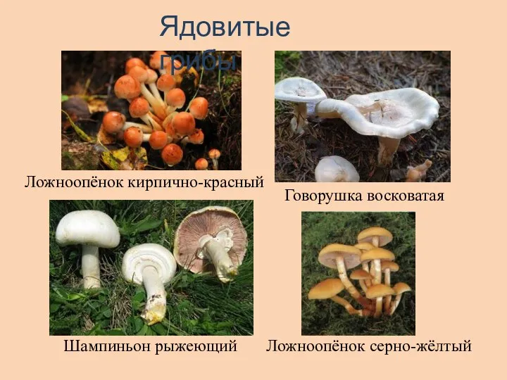 Ядовитые грибы Ложноопёнок кирпично-красный Шампиньон рыжеющий Говорушка восковатая Ложноопёнок серно-жёлтый