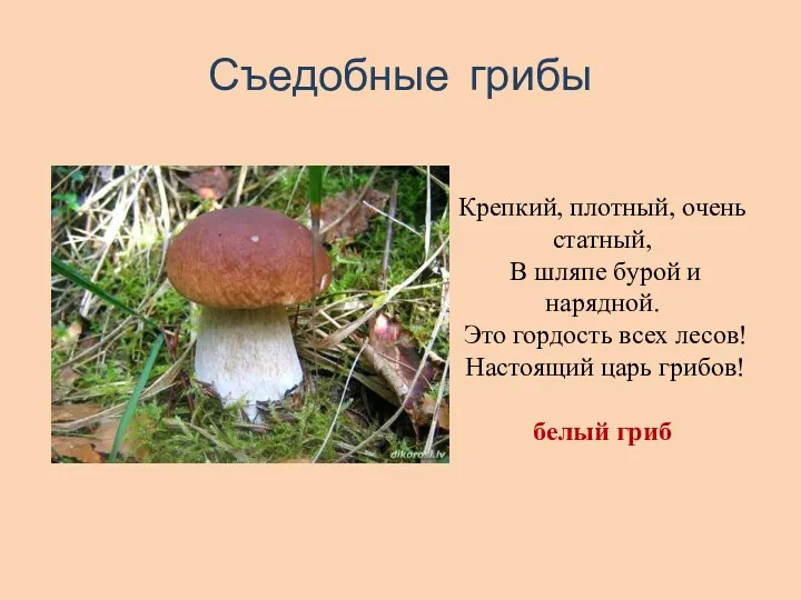 Съедобные грибы Крепкий, плотный, очень статный, В шляпе бурой и нарядной. Это гордость