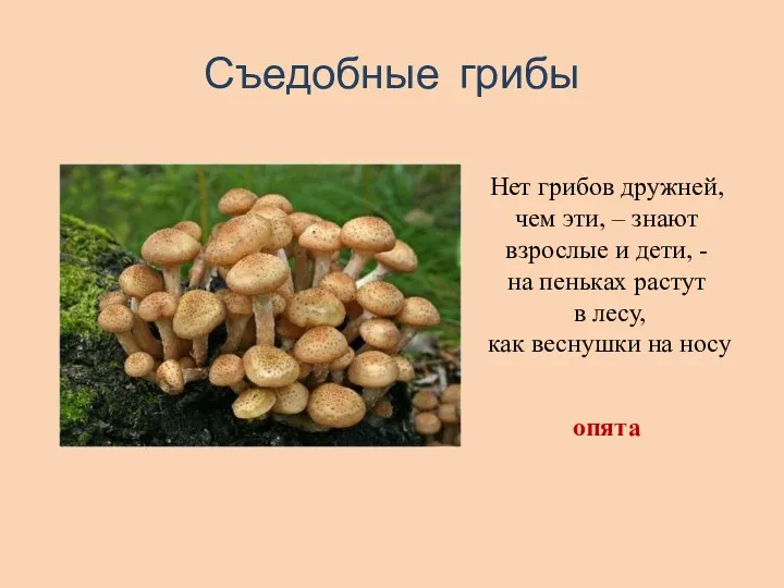 Съедобные грибы Нет грибов дружней, чем эти, – знают взрослые и дети, -