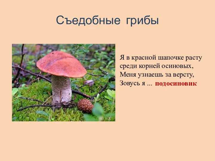 Съедобные грибы Я в красной шапочке расту среди корней осиновых, Меня узнаешь за