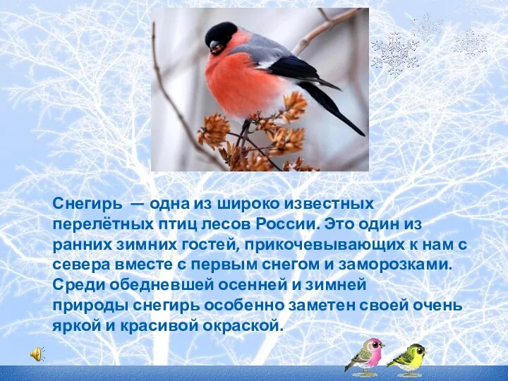 Снегирь — одна из широко известных перелётных птиц лесов России.