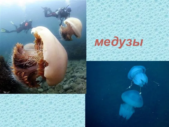 медузы