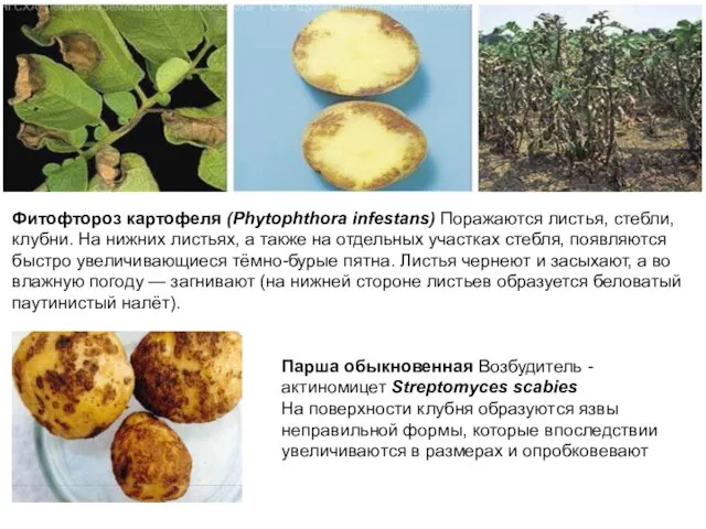 Фитофтороз картофеля (Phytophthora infestans) Поражаются листья, стебли, клубни. На нижних