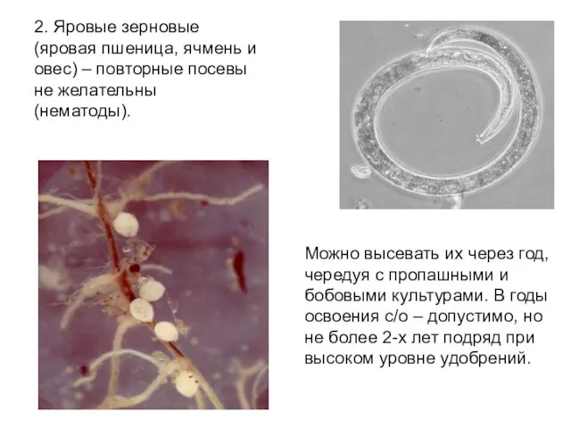 2. Яровые зерновые (яровая пшеница, ячмень и овес) – повторные