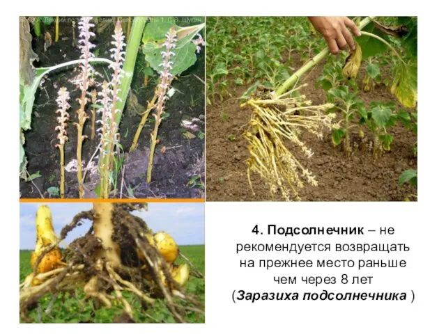 4. Подсолнечник – не рекомендуется возвращать на прежнее место раньше