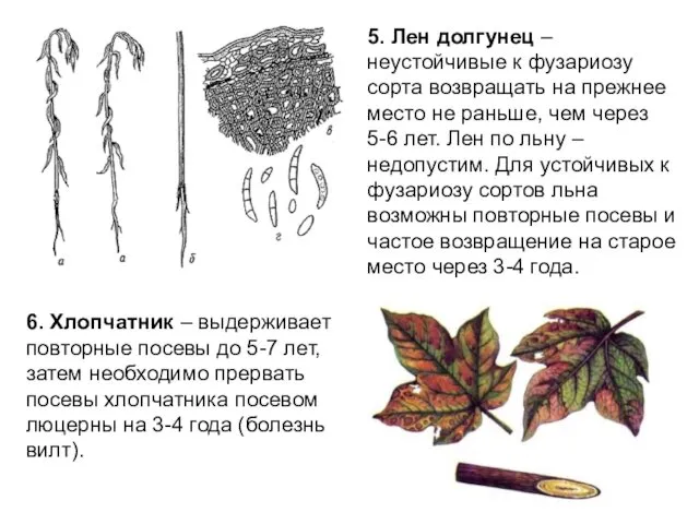 5. Лен долгунец – неустойчивые к фузариозу сорта возвращать на