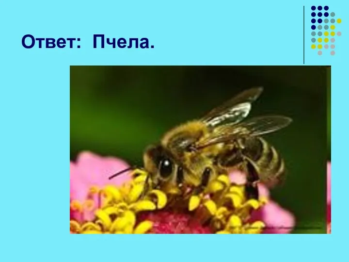 Ответ: Пчела.