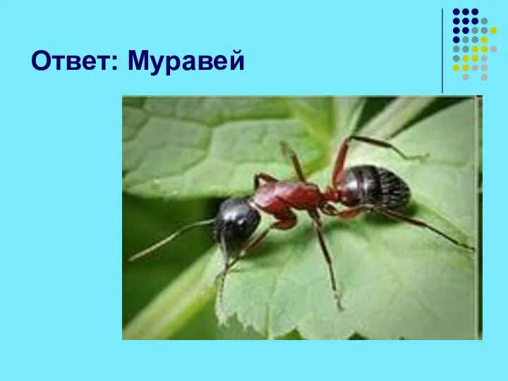 Ответ: Муравей