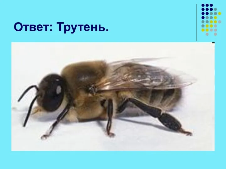 Ответ: Трутень.