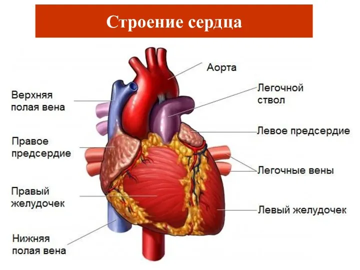 Строение сердца