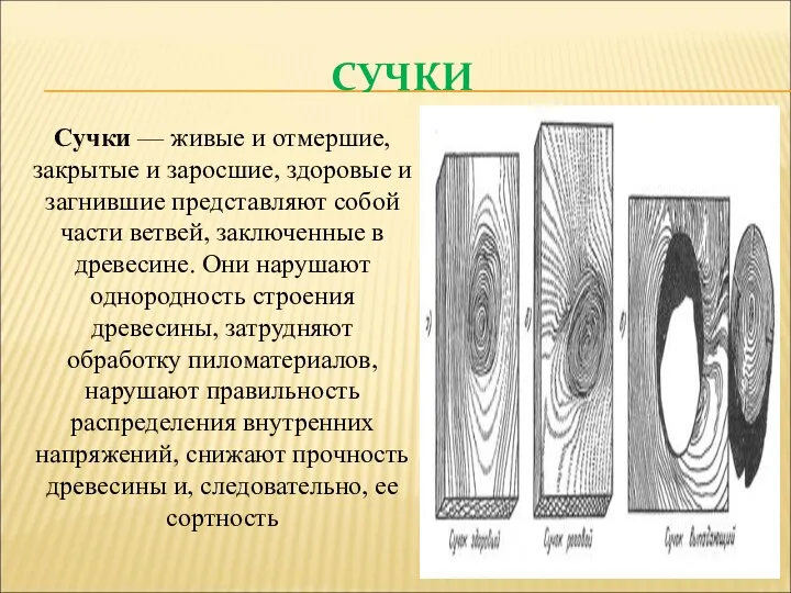 СУЧКИ Сучки — живые и отмершие, закрытые и заросшие, здоровые