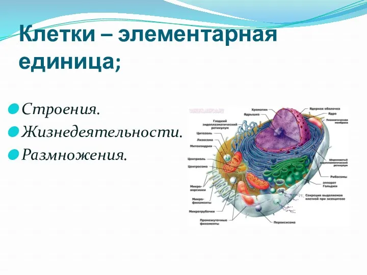 Клетки – элементарная единица; Строения. Жизнедеятельности. Размножения.