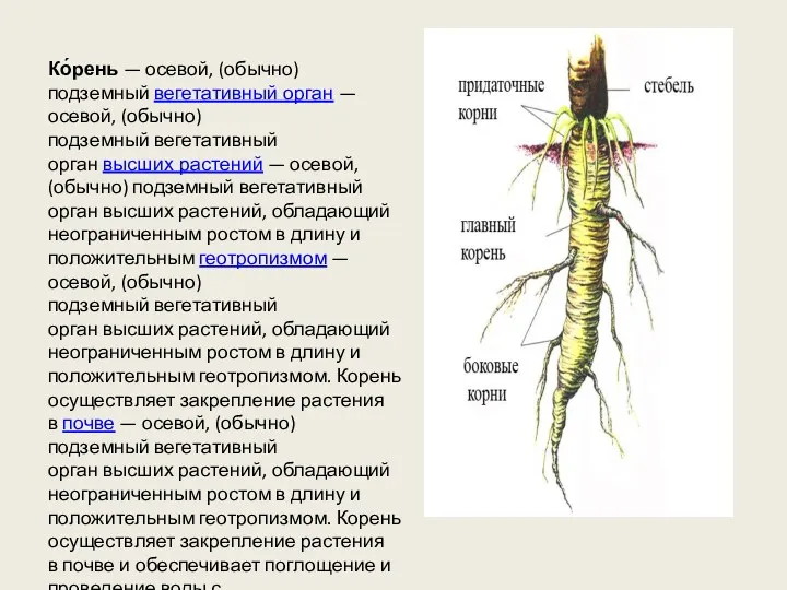 Ко́рень — осевой, (обычно) подземный вегетативный орган — осевой, (обычно)