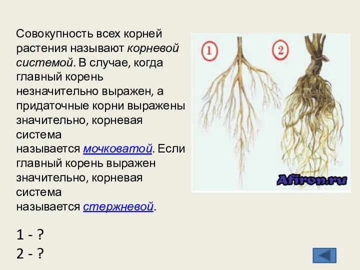 Совокупность всех корней растения называют корневой системой. В случае, когда